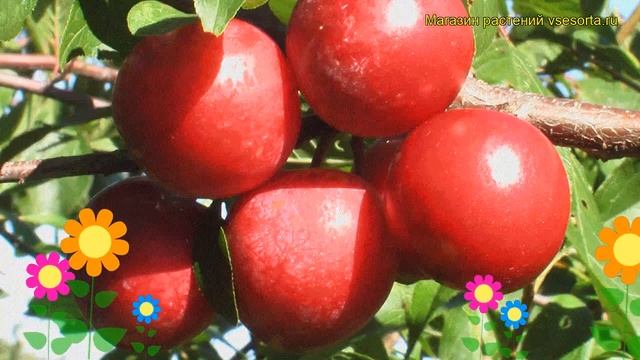 Алыча Красный шар. Краткий обзор, описание характеристик prunus cerasifera Krasnyy shar смотреть онлайн