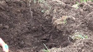 Посадка колоновидных яблоней