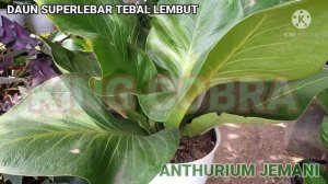 Anthurium jemani KING COBRA