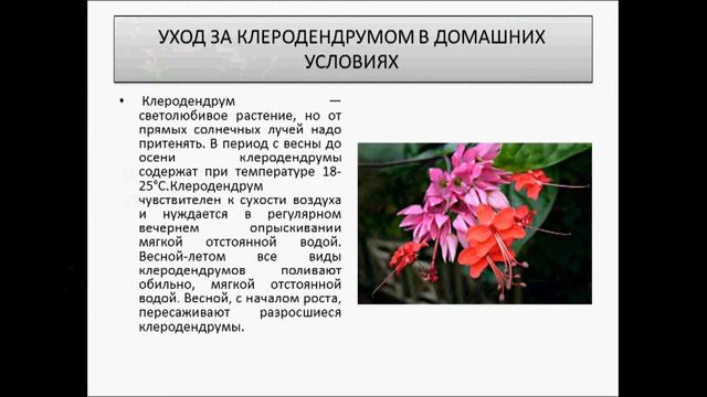 Клеродендрум в домашних условиях смотреть онлайн