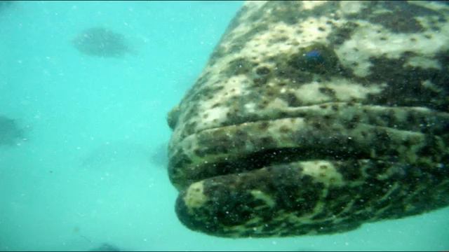 Lens_  Парк Шель–Ха  (Xel-ha), 2011 г., Мексика