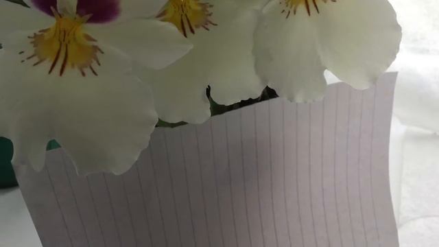 Мильтония (мильтониопсис), домашнее цветение