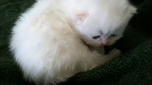 Petunia and Bens Kittens DOB 8/2/13 смотреть онлайн