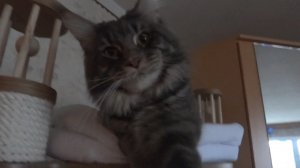 Почему скверный характер у кота _  видео кот мейн кун _ забавные домашние животные