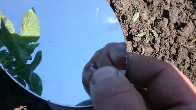 как избавиться от колорадского жука без отрав... смотреть онлайн