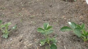 Цветоносы на клубнике. Убираем или оставляем