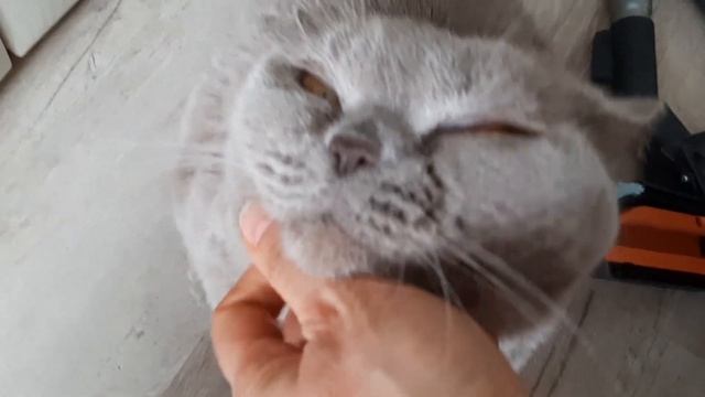 #114 Характер британских кошек (#британские #кошки #happy #cats #сара #соня #sara #sonya) смотреть онлайн