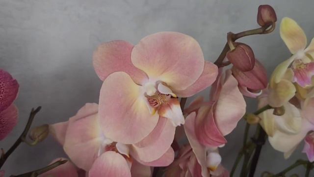 санта роса , альбуфейра бабочка, ханни бантик и многое другое https://t.me/Orholenta смотреть онлайн