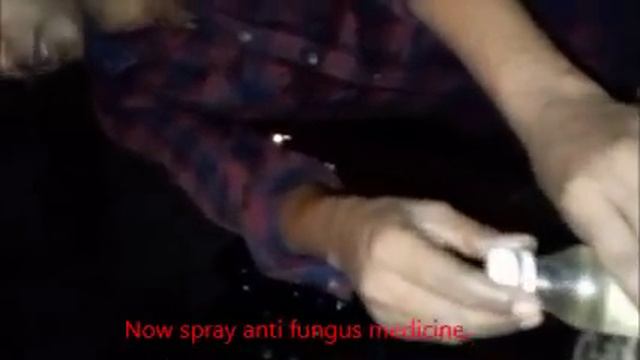 Bonsai of Banyan Tree from Branches |How to Make Bonsai of Banyan Tree at Home | Wild Bonsai смотреть онлайн