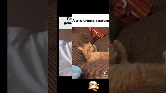 Сладкий котик