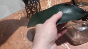 Рост Корней у Орхидеи можно простимулировать #орхидея