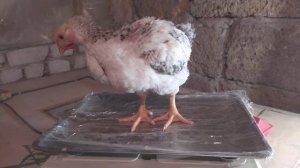 Цыплята 29 дней мясо яичная порода кур Лорен Браун и Мастер Грей взвешивание