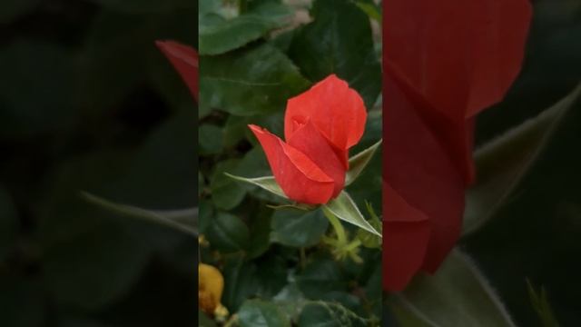 цветение роз Краснодарский край    пёстрая роза Броселианд