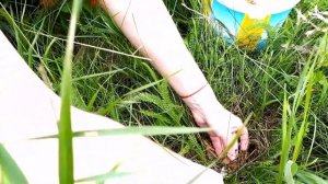 Опята луговые / Весенние грибы 2020