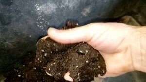 малина Энросадира. Размножение крапивкой из корневых черенков.