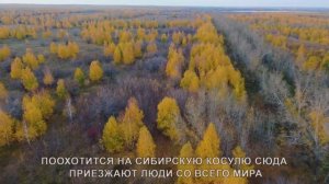 Сибирская косуля в Курганской области.