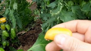 Томат черри Блаш - обзор и дегустация сорта.