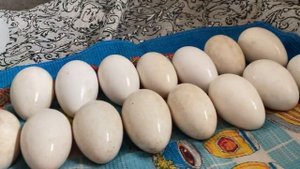 Новая закладка ГУСИНОГО яйца / Обработка яйца уже уксусом