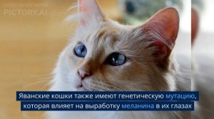 10 Самых Ярких Пород Кошек с Голубыми Глазами