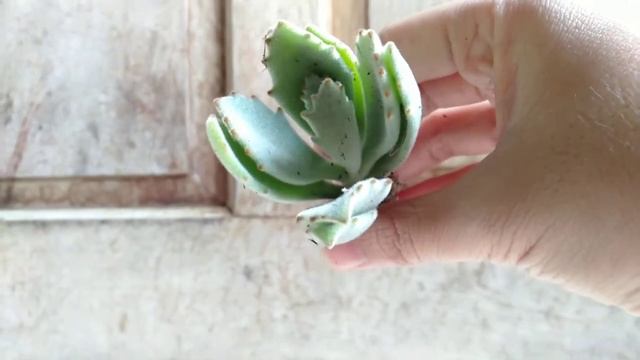 UNBOXING SUKULEN ONLINE HARGA MURAH MULAI DUA RIBUAN | TOKOPEDIA HAUL SUKULEN | SUCCULENT смотреть онлайн