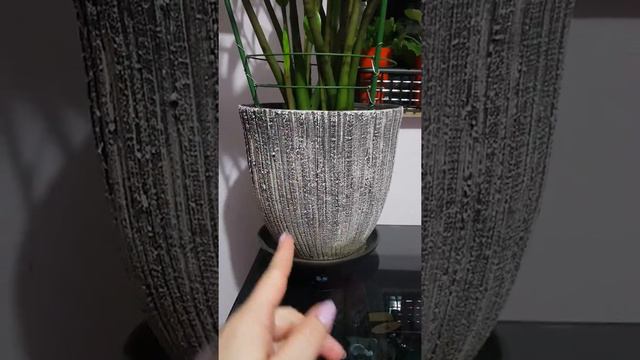 Уход за доллоровым деревом. смотреть онлайн