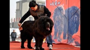 Тибетский мастиф - Характеристика породы