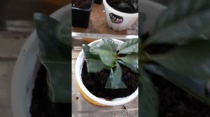 Гардения жасминовидная/Пересадка черенков