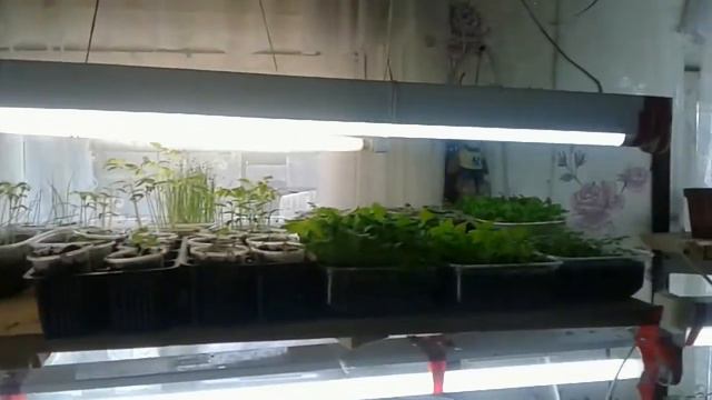 Поздравления с 8 Марта от козануто-цветонутой ,,супербизнес леди,,))) смотреть онлайн