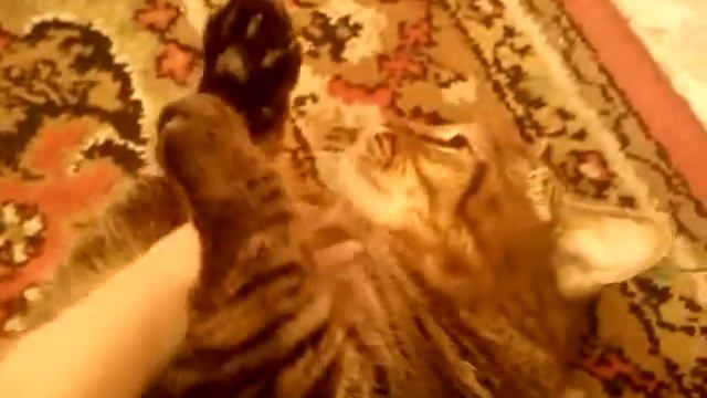 Кот кролик смотреть онлайн