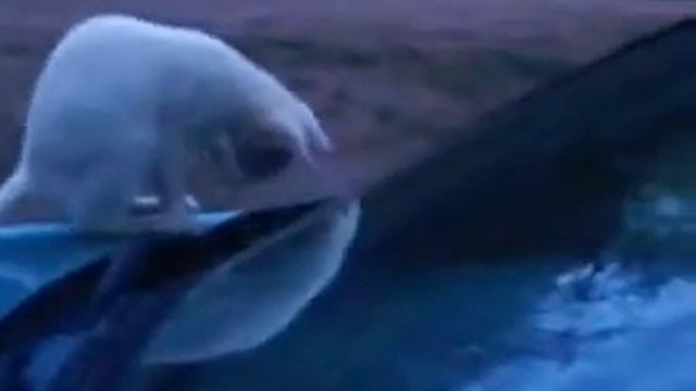 кошка на ниссан альмера.avi смотреть онлайн