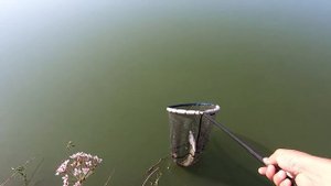 Ловля щуки на раттлины! На что ловить в летнюю жару?
