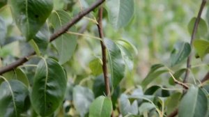 Груша Малевчанка