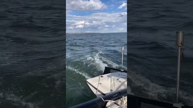 Haines Tramp Trimaran sailing Port Phillip bay