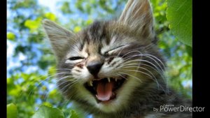 Песня про котов