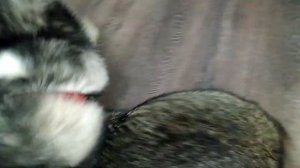 Забавные животные. Енот Веня и хаски, кто победит?