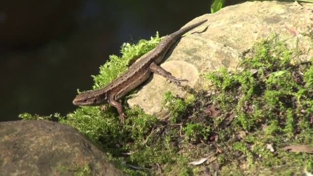 Голосов (Велесов) овраг в Коломенском. Дворец Алексея Михайловича. смотреть онлайн