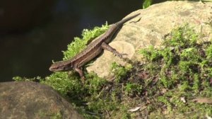 Голосов (Велесов) овраг в Коломенском. Дворец Алексея Михайловича.