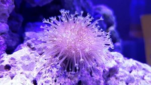 Саркофитон в морском аквариуме
