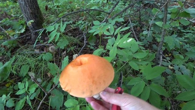 В лес 3 авг 2023 1ч за грибами смотреть онлайн