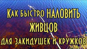 Как быстро наловить живцов для закидушек и кружков. Хлопушка
