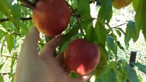 Нектарин сорт Фентезі.