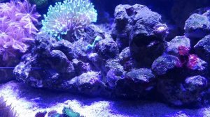 Морской аквариум, Созревания морского аквариума, морской аквариум для начинающих