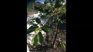 ТЕСТИРУЕМ ШЛАНГ ДЛЯ МОТОПОМПЫ. ПЕРВЫЙ ОГУРЕЦ.