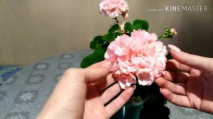 Пеларгония 'Edwards Elegance'