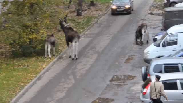 Лосенок развлекается -лоси в Заречном смотреть онлайн