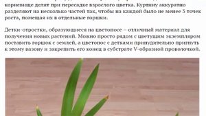 Ирис неомарика Уход в домашних условиях Размножение делением куста и детками Фото видов