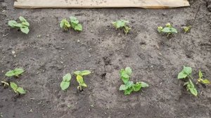 Как вырастить фасоль в открытом грунте