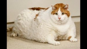 5 самых толстых кошек🐶 🐒 🐼 Самые толстые животные Смешные кошки приколы с котами приколы с животным