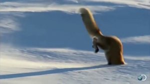 как лиса ловит мышей в снегу??