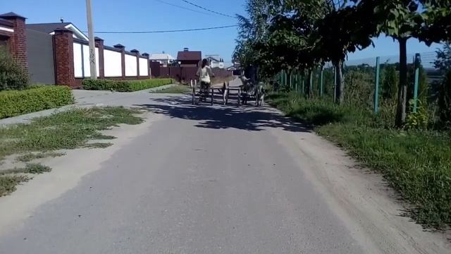 Аляскинские Маламуты и Хаски?напрогулке
